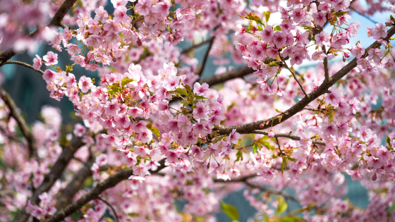 Smart Spring Maintenance Tips for Long Island Homeowners | Howard Hanna Coach Realtors